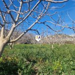http://www.inlandandalucia.com/images/photos/properties/PL303/PL303_2.jpg