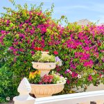 https://www.costablancahousing.com/wp-content/uploads/2024/10/o_1hug375e4184jo9j04uj0hsb3e.jpg.jpg