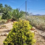 https://fuentealamorealestate.com/wp-content/uploads/2025/07/Garden-2.jpg