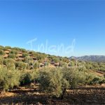 http://www.inlandandalucia.com/images/photos/properties/PL316/PL316_5.jpg