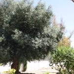 https://bluemedspain.com/wp-content/uploads/2025/08/resized_2019-06-11-13.33.16.jpg
