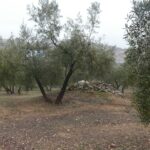 https://fotos15.apinmo.com/5292/29191536/1-1.jpg