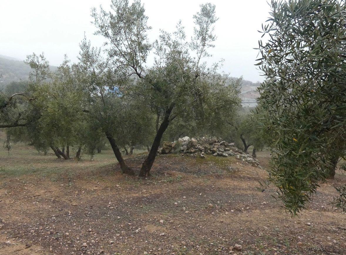 https://fotos15.apinmo.com/5292/29191536/1-1.jpg