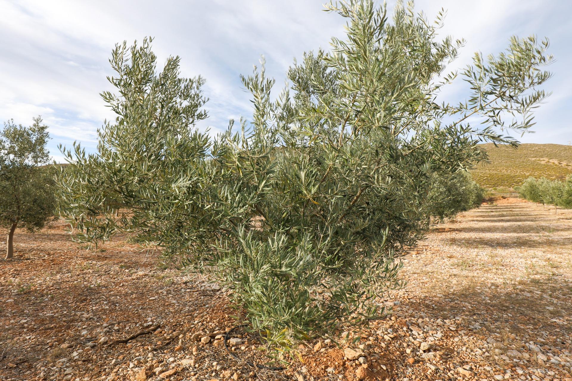 https://fotos15.apinmo.com/5292/27630398/1-1.jpg