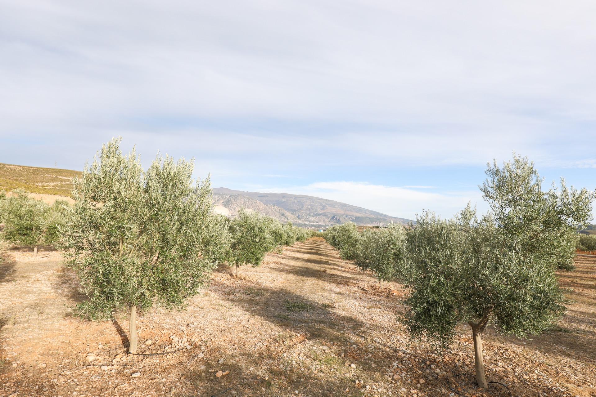 https://fotos15.apinmo.com/5292/27630398/1-6.jpg