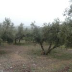 https://fotos15.apinmo.com/5292/29191536/1-2.jpg