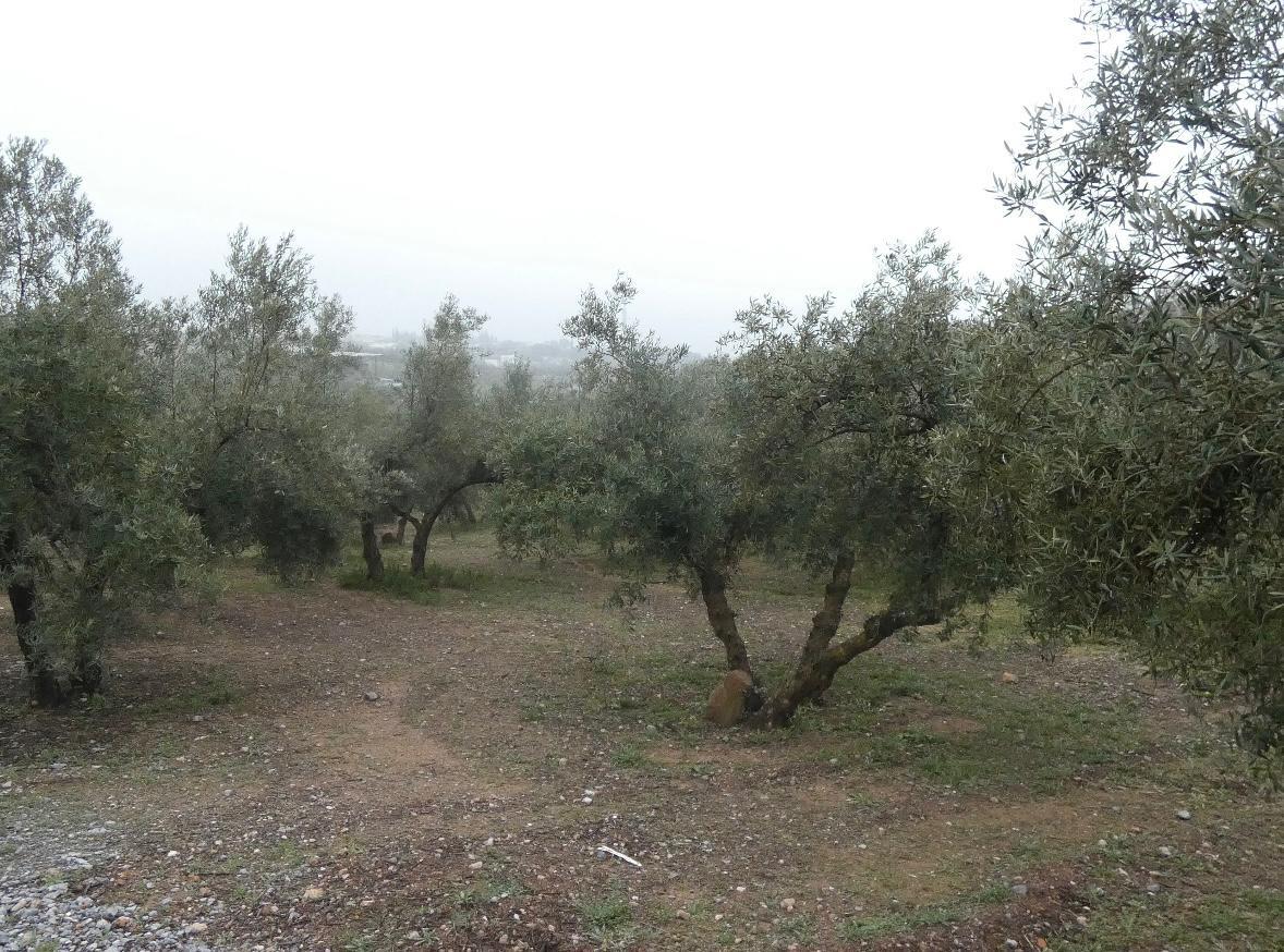 https://fotos15.apinmo.com/5292/29191536/1-2.jpg