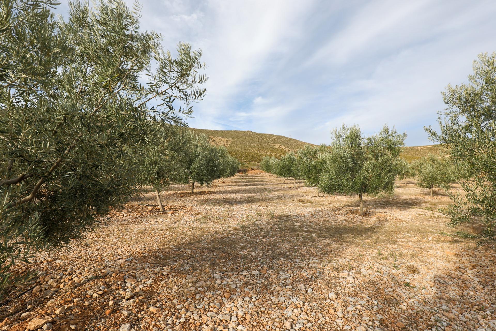 https://fotos15.apinmo.com/5292/27630398/1-2.jpg