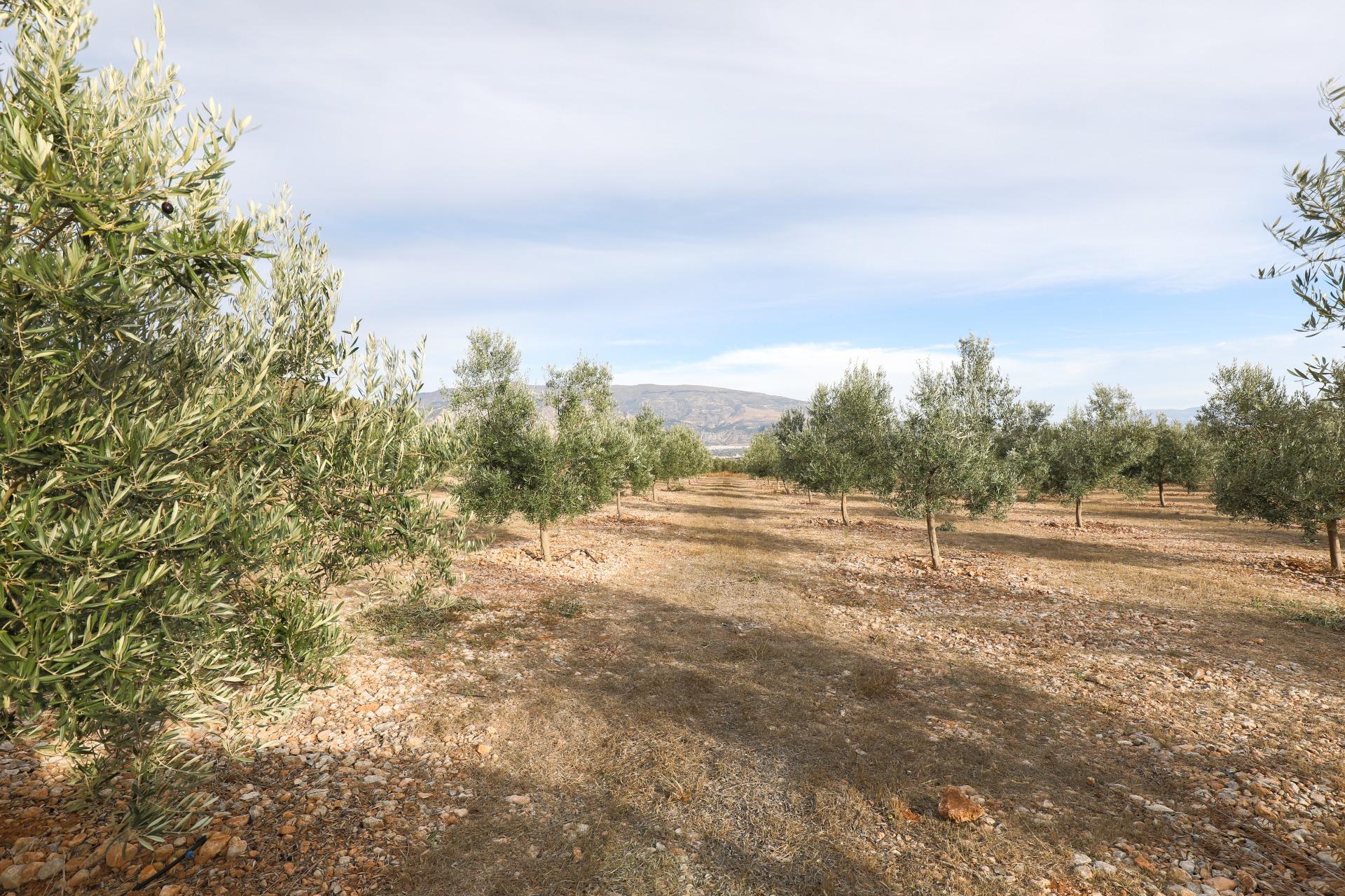 https://fotos15.apinmo.com/5292/27630398/1-3.jpg
