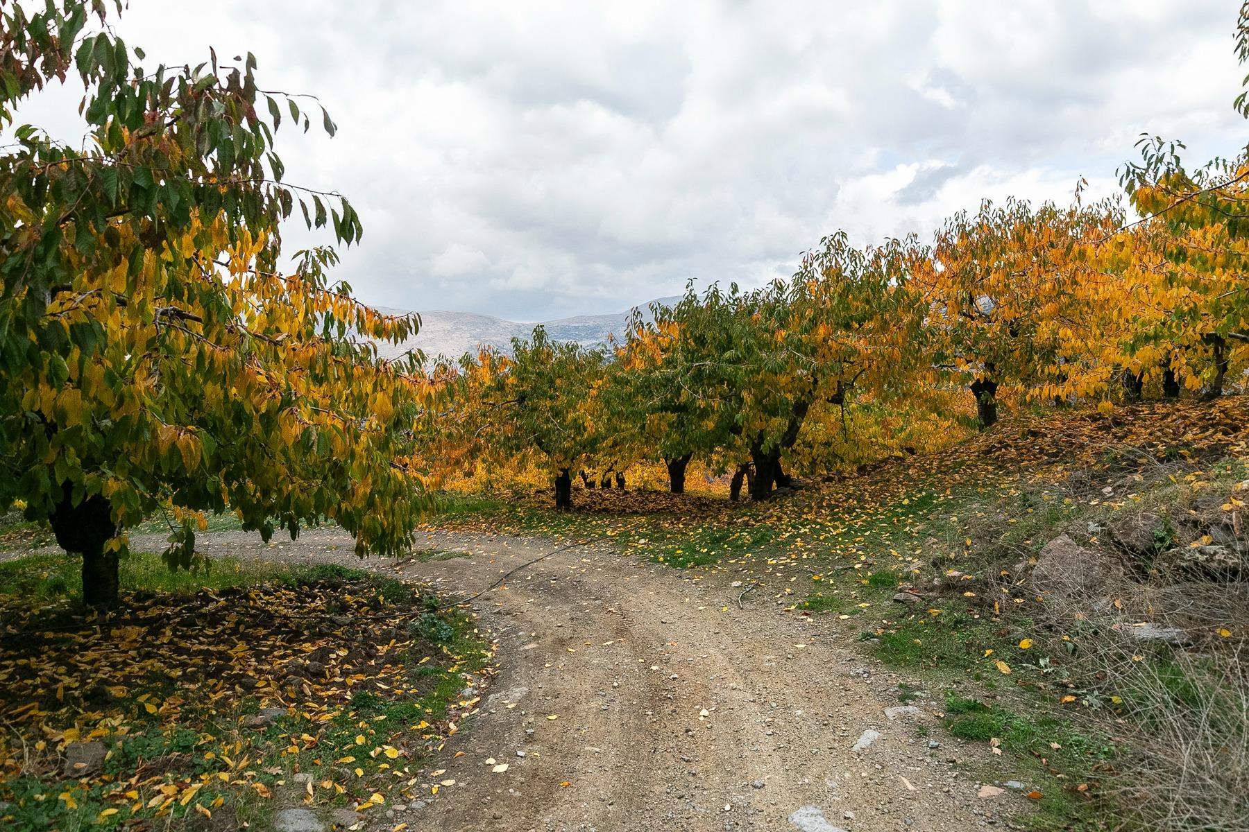 https://fotos15.apinmo.com/5292/29225285/17-7.jpg