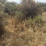 https://www.pricebrown.com/images/propertyImages/lancariatiz-land-for-sale-in-cariatiz/lancariatiz-land-for-sale-in-cariatiz-81922178.jpg