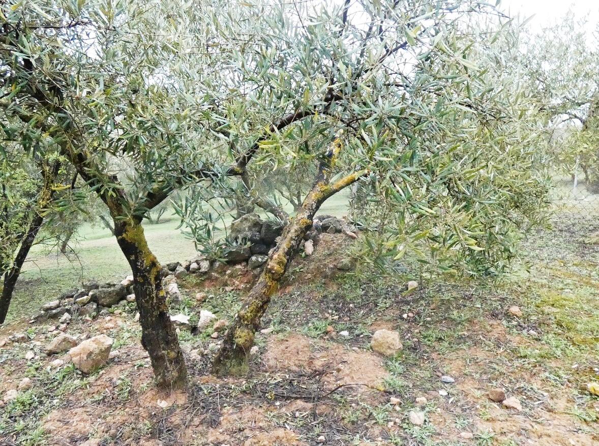 https://fotos15.apinmo.com/5292/29502236/2-1.jpg