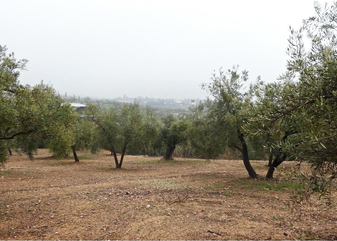 https://fotos15.apinmo.com/5292/29502236/2-6.jpg