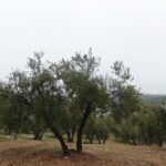 https://fotos15.apinmo.com/5292/29502236/2-7.jpg
