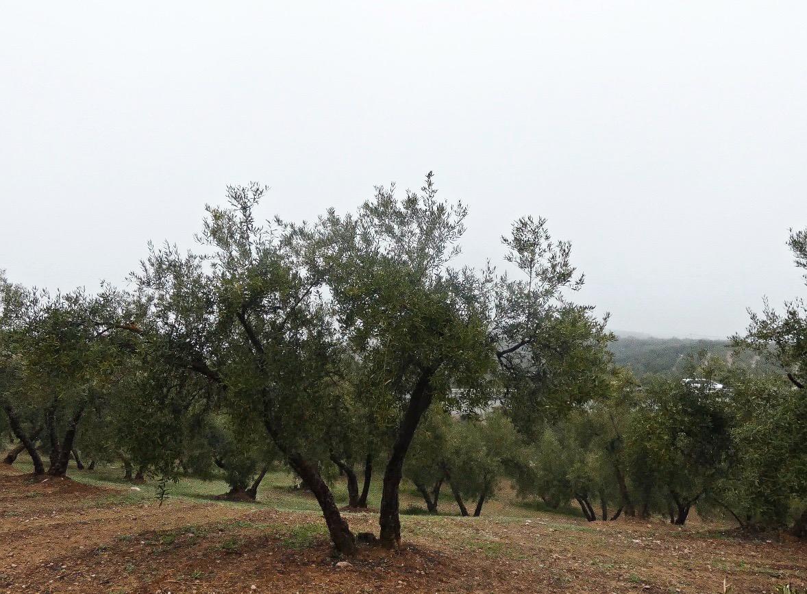 https://fotos15.apinmo.com/5292/29502236/2-7.jpg