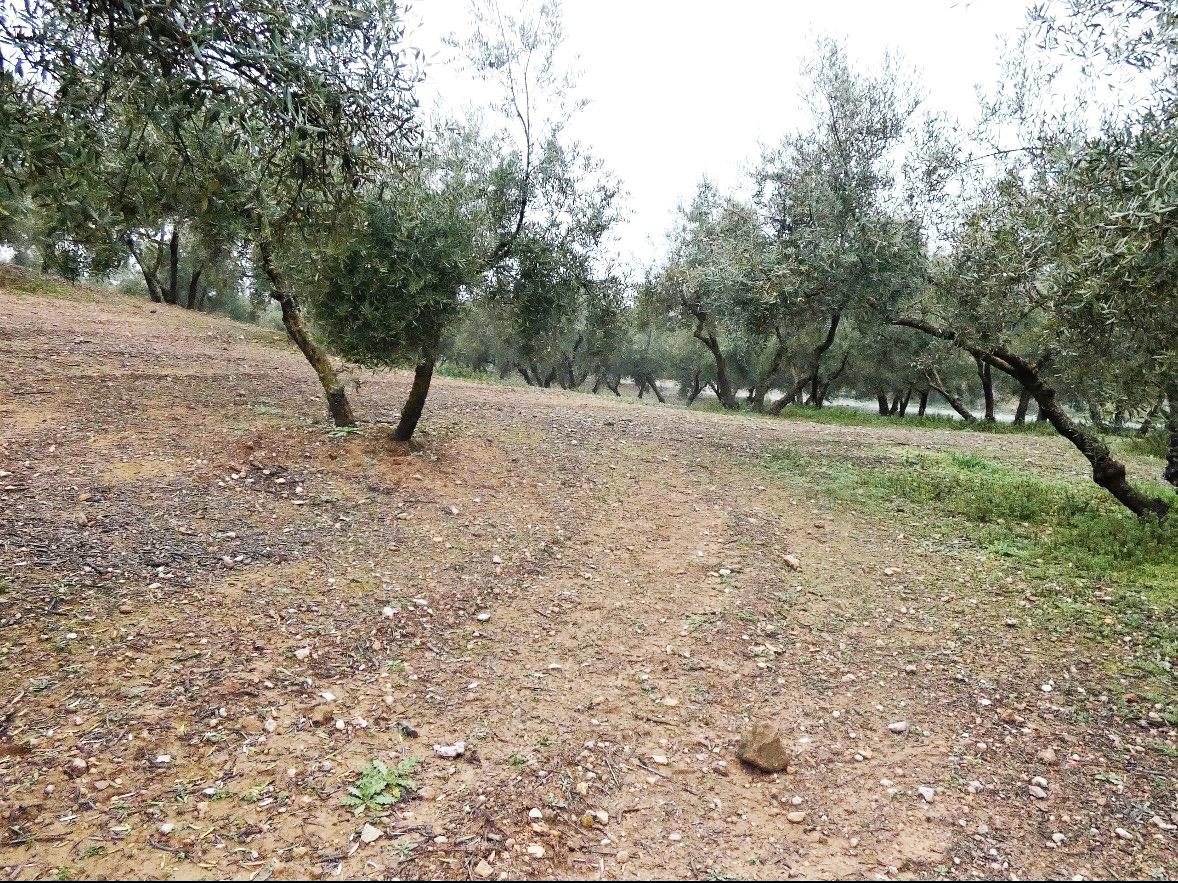 https://fotos15.apinmo.com/5292/29502236/2-2.jpg
