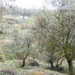 https://fotos15.apinmo.com/5292/29502236/2-3.jpg