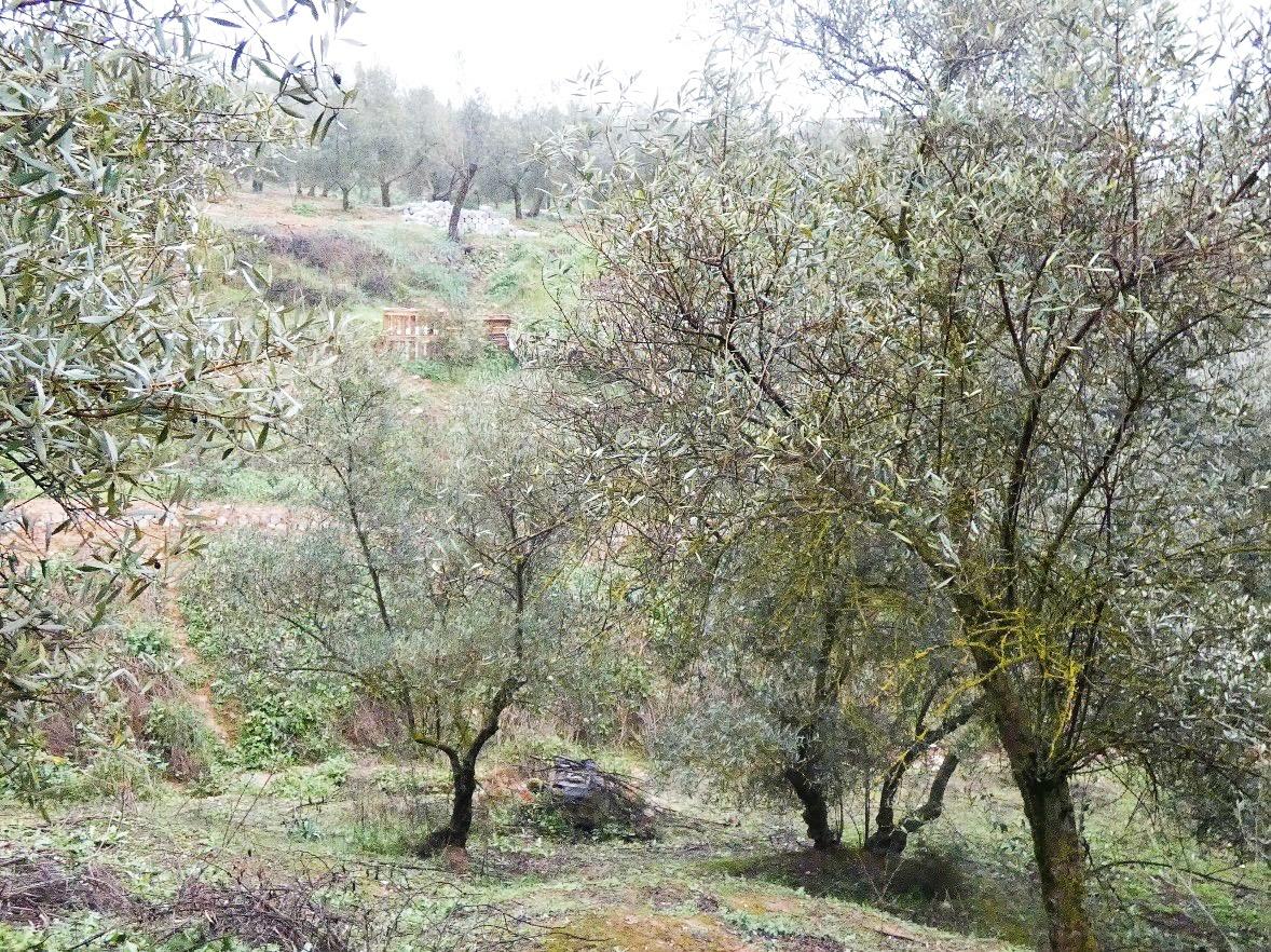 https://fotos15.apinmo.com/5292/29502236/2-3.jpg