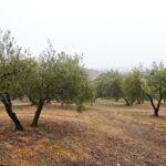 https://fotos15.apinmo.com/5292/29502236/2-4.jpg