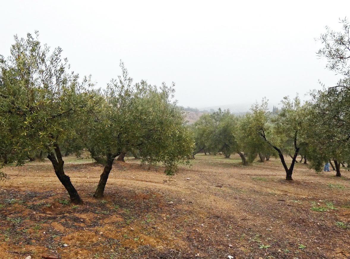 https://fotos15.apinmo.com/5292/29502236/2-4.jpg