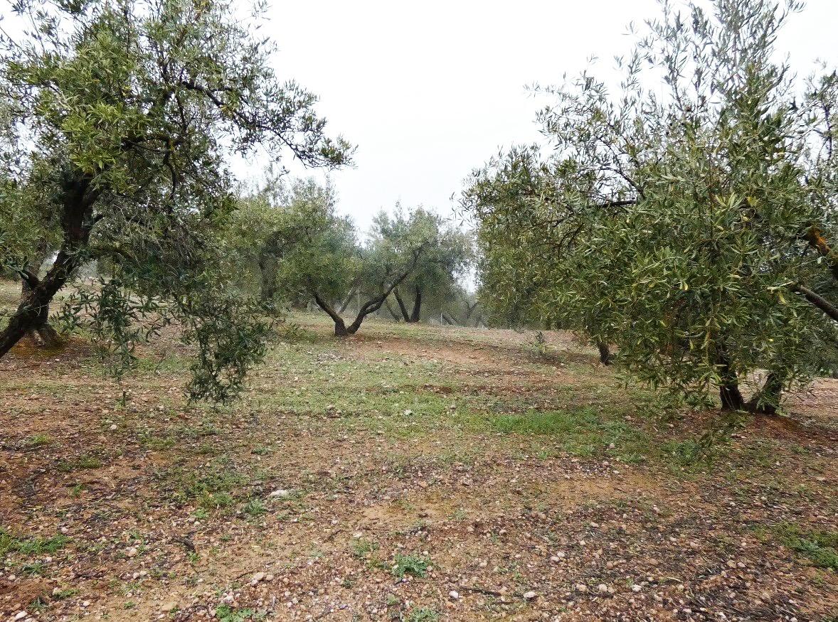 https://fotos15.apinmo.com/5292/29502236/2-5.jpg