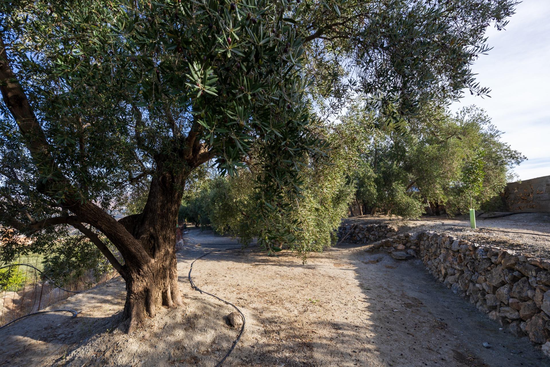 https://fotos15.apinmo.com/5292/29465088/3-7.jpg