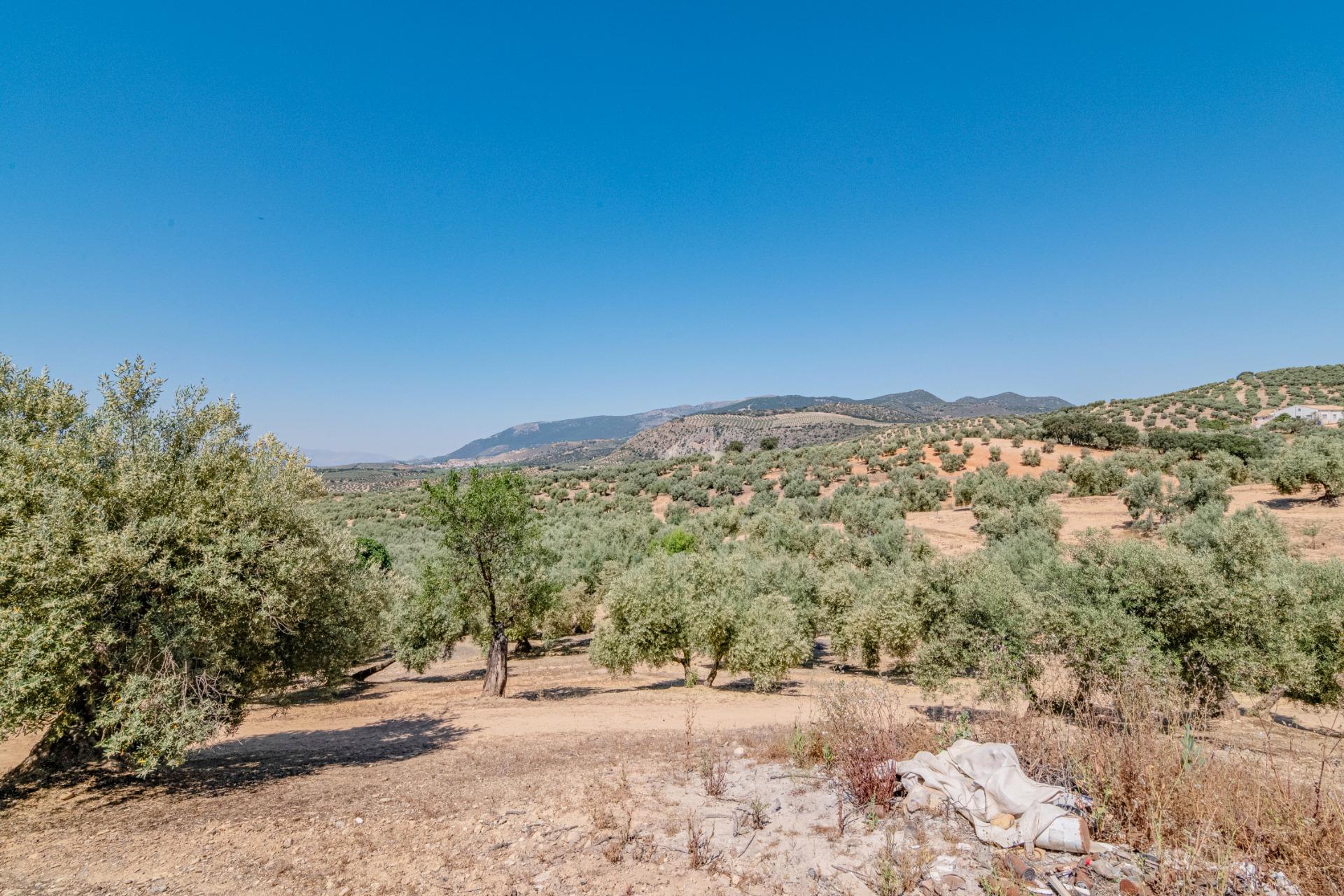 https://fotos15.apinmo.com/5292/29502249/9-1.jpg